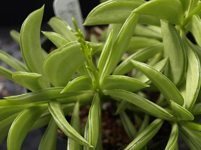 Piperaceae: características, distribuição e habitat, exemplos 7