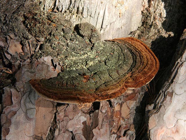 Pinus cembroides: características, habitat, usos e doenças 8