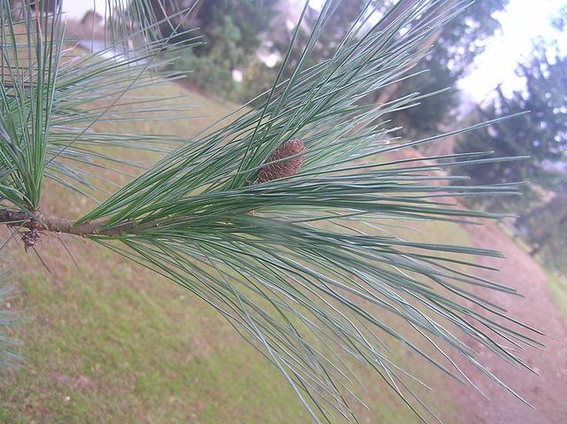 Pinus ayacahuite: características, habitat, cuidados, pragas, usos 2
