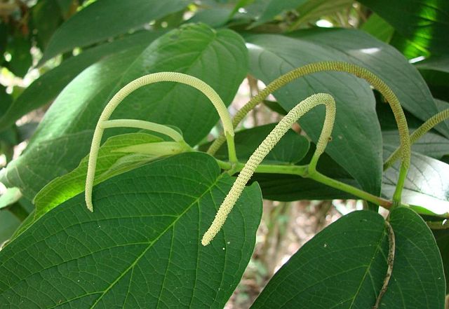 Piperaceae: características, distribuição e habitat, exemplos 5