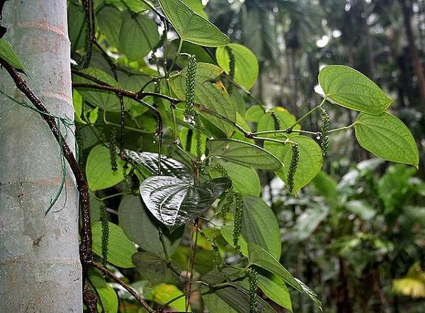 Piperaceae: características, distribuição e habitat, exemplos 6