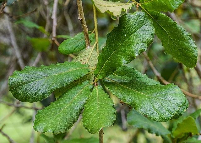 Quercus rugosa: características, habitat, reprodução e usos 3