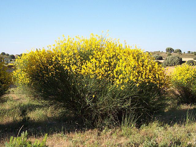 Leguminosas (Fabaceae): características, habitat, cultivo, usos 10