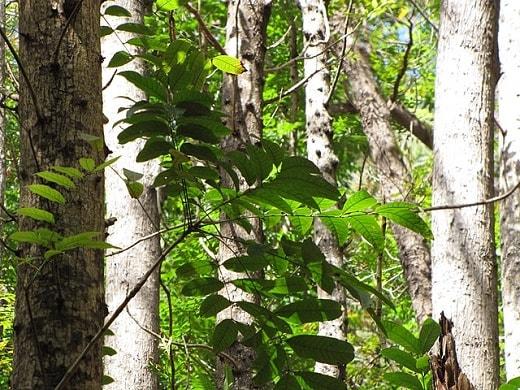 Swietenia macrophylla: características, habitat, usos, cultivo 1