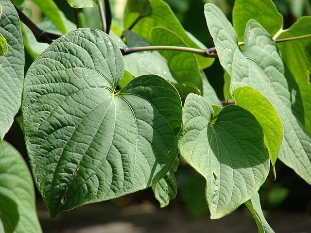 Piperaceae: características, distribuição e habitat, exemplos 4