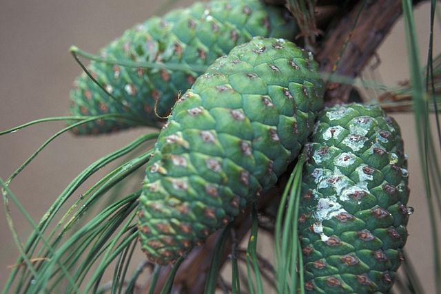 Pinus pseudostrobus: características, habitat, usos, cultivo 5