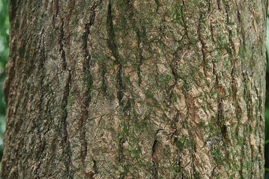 Tabebuia rosea: características, habitat, pragas e usos 11
