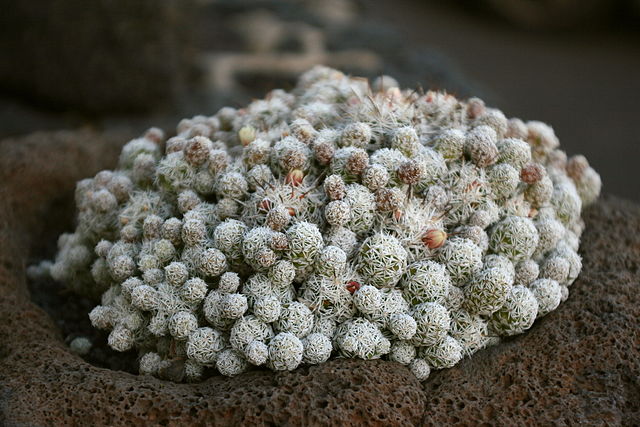 Mammillaria: características, habitat, cultivo, usos e espécies 12