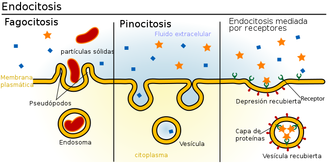 Endocitose: tipos e suas características, funções, exemplos 1