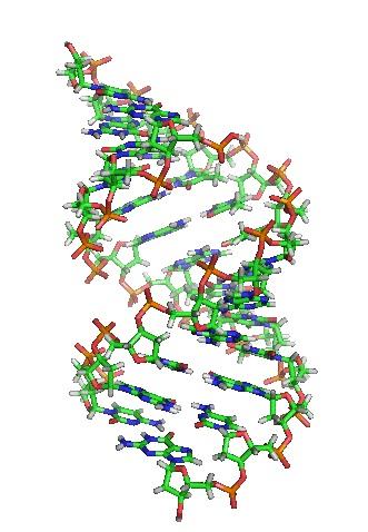 DNA: história, funções, estrutura, componentes 7