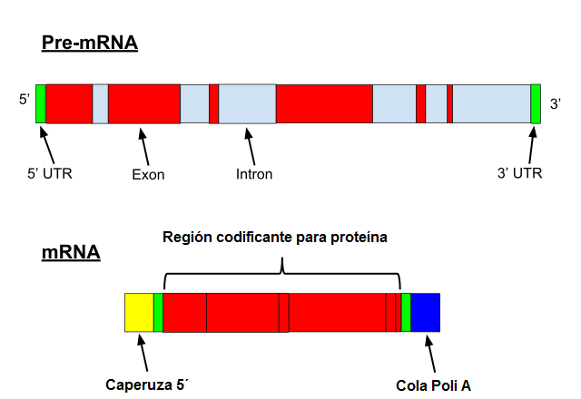 RNA: Funções, Estrutura e Tipos 2