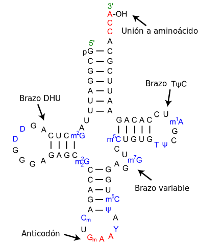 RNA: Funções, Estrutura e Tipos 5