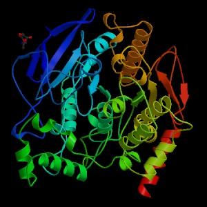 Acetilcolinesterase: estrutura, funções e inibidores 1