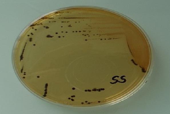 Agar Salmonella Shigella Dasar Persiapan Dan Penggunaan 