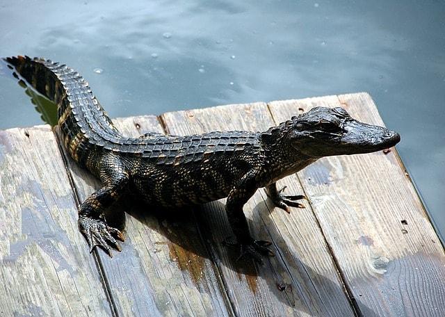 Os 16 animais de água doce mais destacados 1