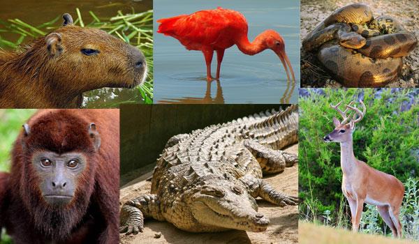 10 Animais representativos da região de Orinoquía 1