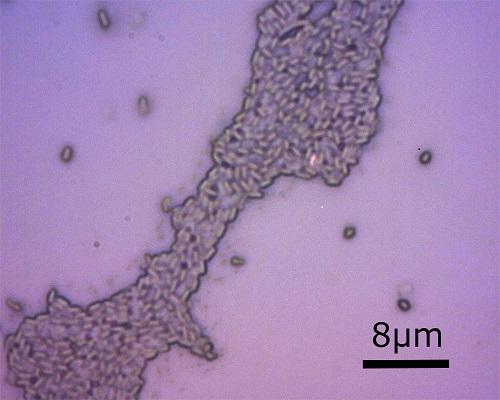 Bacillus clausii: características, morfologia e benefícios 1
