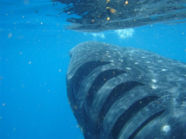 Tubarão-baleia: características, habitat, comida, comportamento 6
