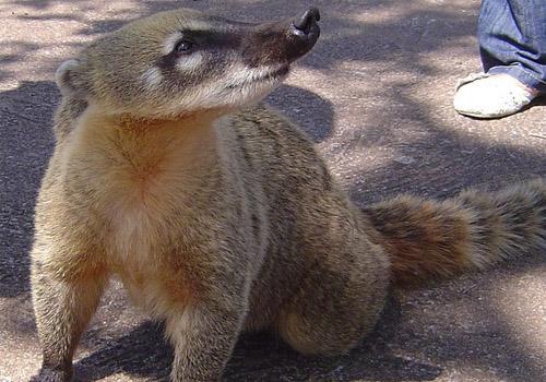 Os 20 animais endêmicos mais comuns do México 11
