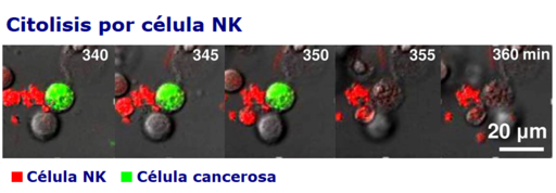 Células NK: características, funções, tipos, valores 2
