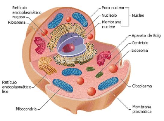 Ciclose: características e exemplos 1