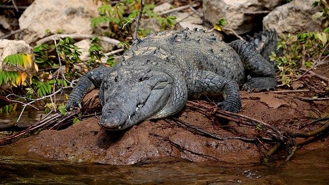 Clima subtropical: características, tipos, flora, fauna 5
