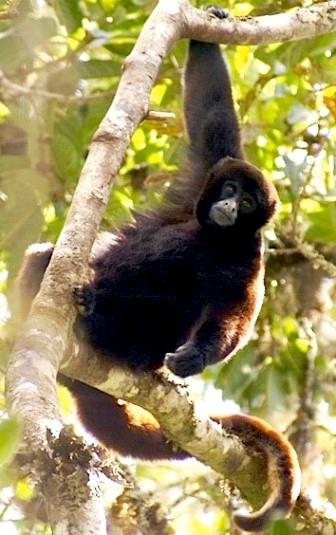 Os 10 animais da região amazônica mais representativa 1
