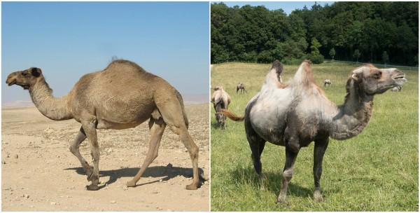 Camelos: características, alimentação, reprodução, anatomia 1