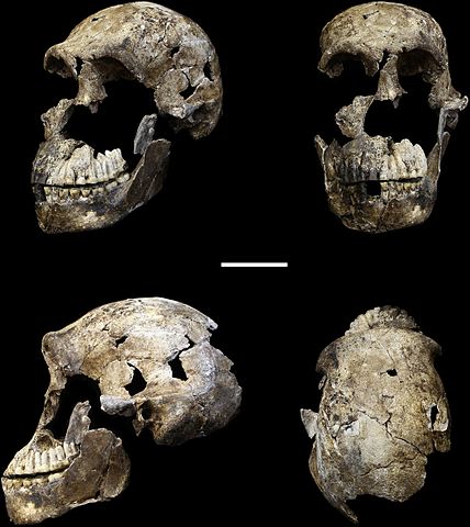 Homo Naledi: descobertas, características, crânio 5