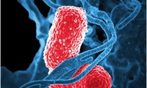 Domínio Bacteriano: Principais Características e Funções 1