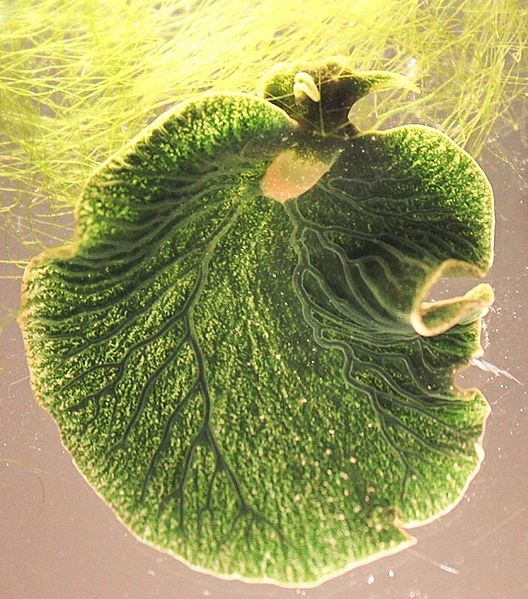 Elysia chlorotica: características, taxonomia e reprodução 1