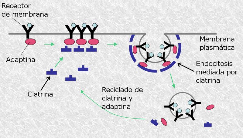 Endocitose mediada por receptor: processo e funções 1