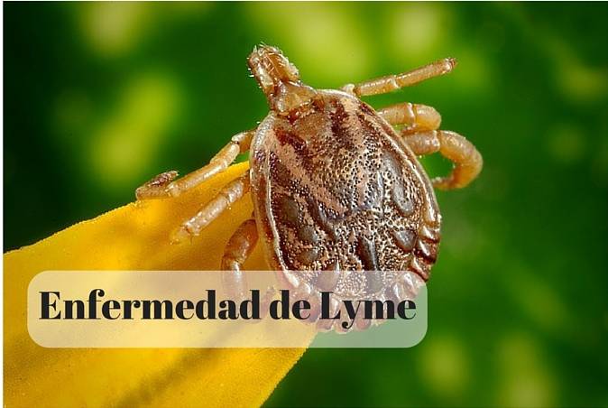 Doença de Lyme: sintomas, causas e tratamento 1