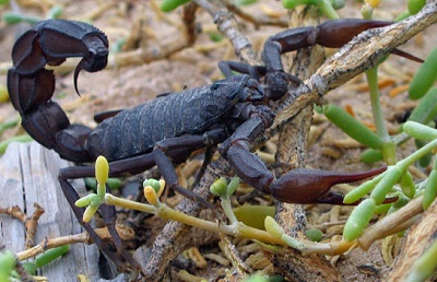 Escorpiões: características, habitat, reprodução e alimentação 6