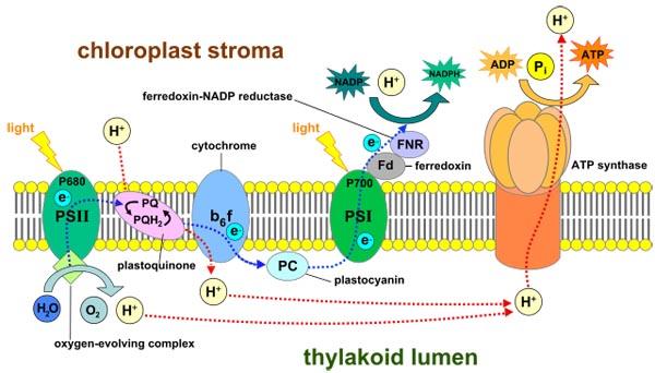 Fase luminosa da fotossíntese: mecanismo e produtos 3