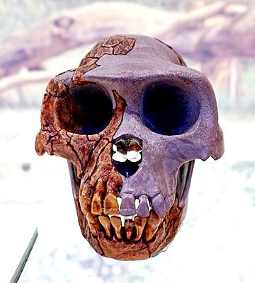 Ardipithecus: descoberta, características, crânio 1