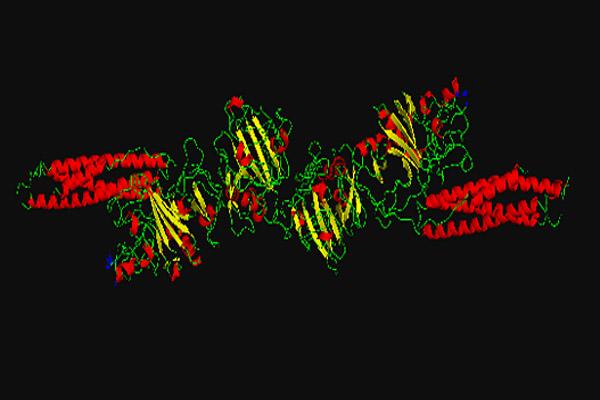 Fibrina: estrutura e funções 1