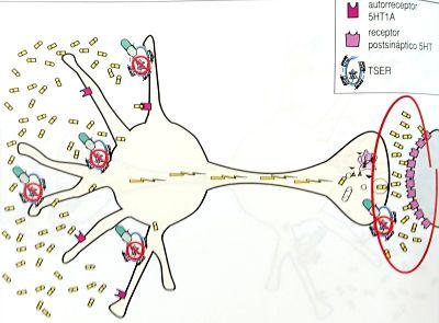 Fluoxetina (Prozac): mecanismo de ação e efeitos colaterais 7