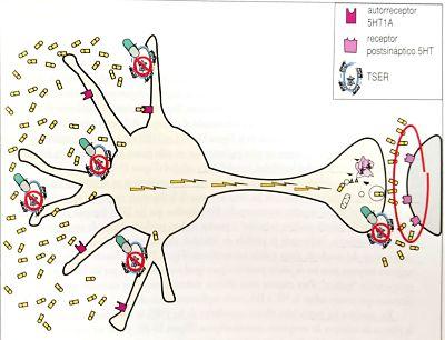 Fluoxetina (Prozac): mecanismo de ação e efeitos colaterais 8