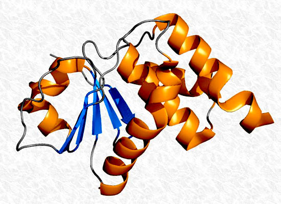 Estrutura secundária de proteínas: características 1