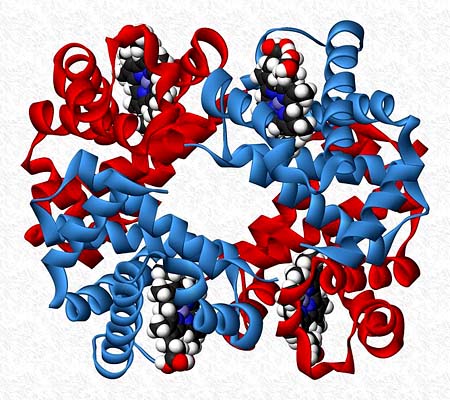 Estrutura quaternária de proteínas: características 3