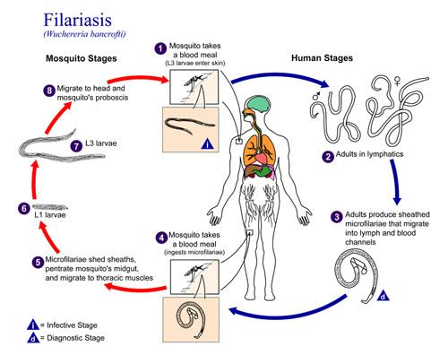 Metazoa: características, tipos, habitat e doenças 4