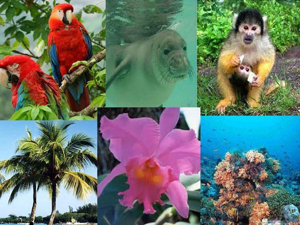Flora e fauna da região do Caribe da Colômbia: características 1