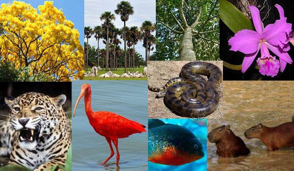 Flora e fauna da região de Orinoquía 1