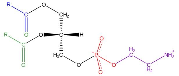 Fosfatidiletanolamina: estrutura, biossíntese e funções 1
