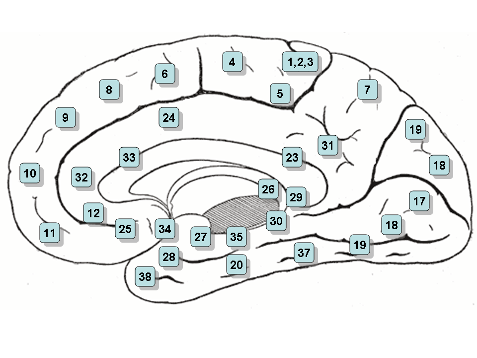 Córtex pré-frontal: anatomia, funções e lesões 4