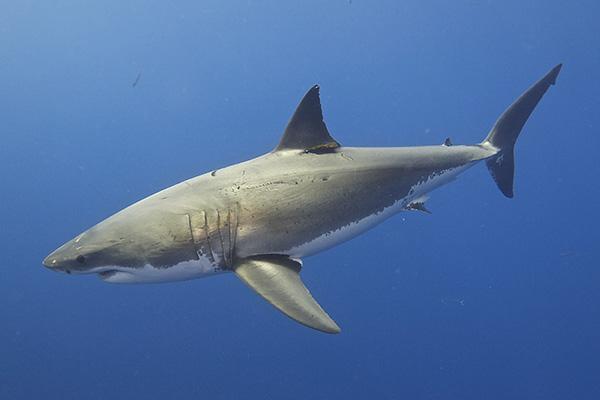 Tubarão branco: características, reprodução, alimentação 1