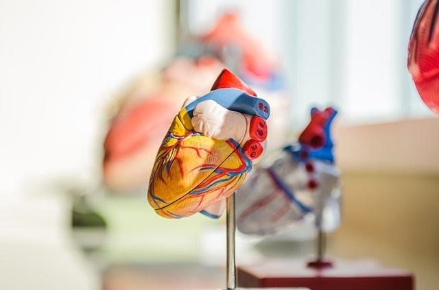Automatismo cardíaco: anatomia, como é produzido 22