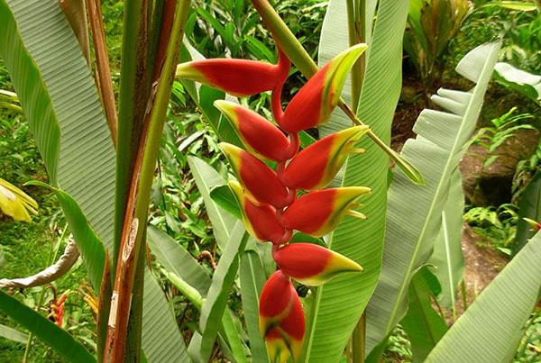 Heliconia rostrata: características, taxonomia, habitat, usos 1