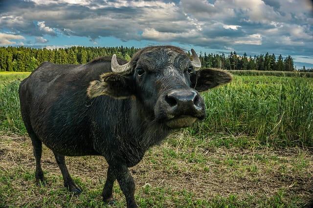 Bull fel: composição, propriedades, efeitos colaterais 1